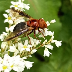 Volucella linearis
