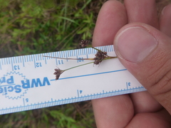 Rhynchospora globularis