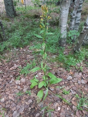 Solidago virgaurea