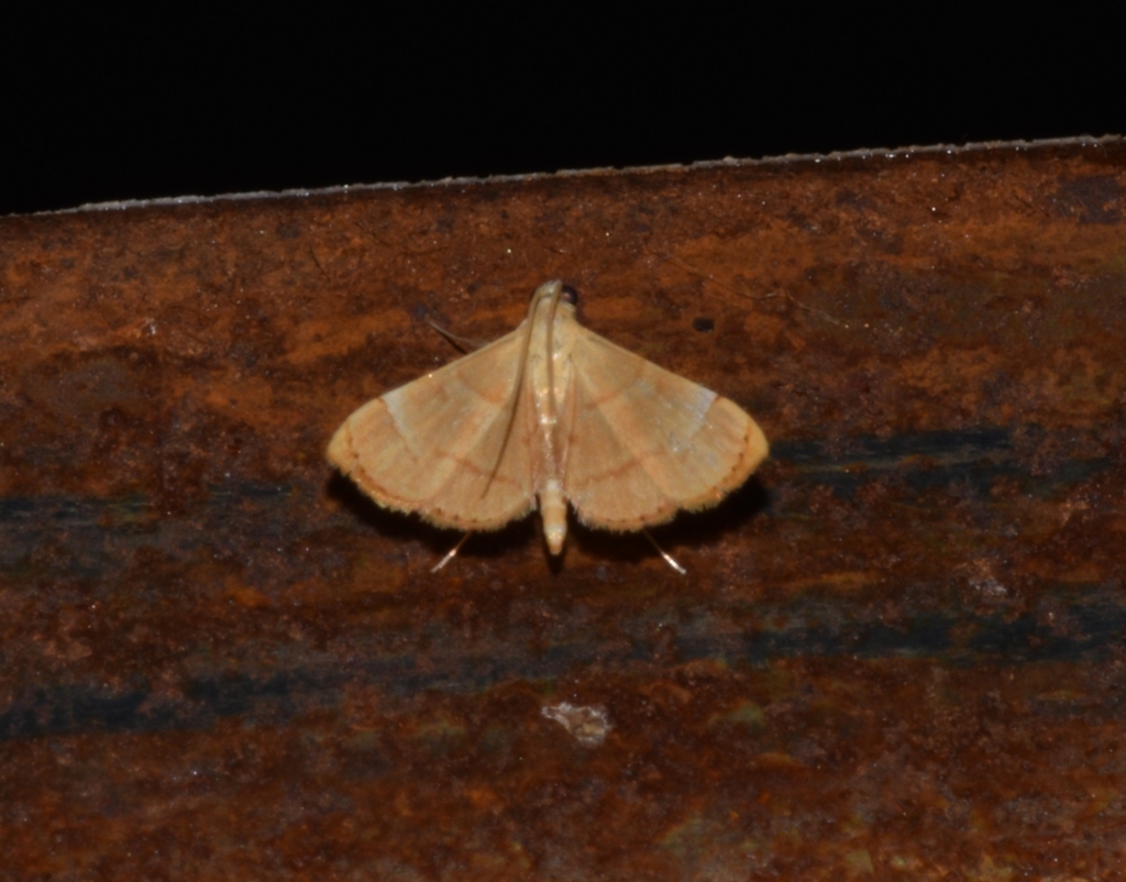 Cangetta albocarnea