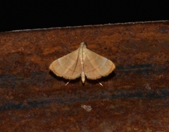 Crambidae