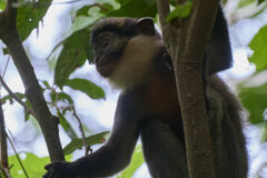 Cercopithecus erythrogaster erythrogaster