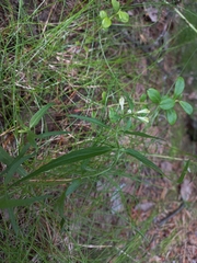 Melampyrum pratense