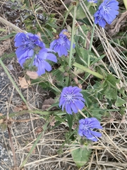Cichorium intybus