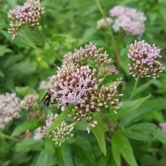 Eupatorium cannabinum