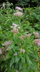 Eupatorium cannabinum