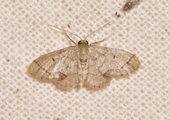 Idaea