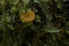 Phaeohelotium baileyanum