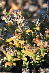Delosperma litorale