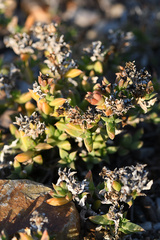 Delosperma litorale