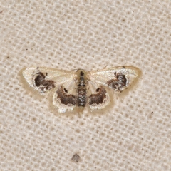 Idaea macrospila