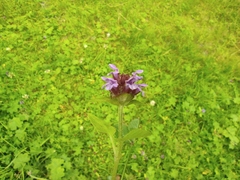Prunella vulgaris