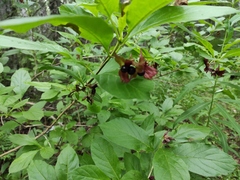 Lonicera involucrata