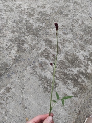 Sanguisorba officinalis