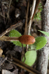 Cordyceps meneristitis