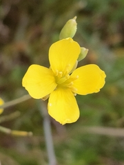 Diplotaxis tenuifolia