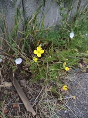 Diplotaxis tenuifolia