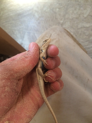 Sceloporus arenicolus