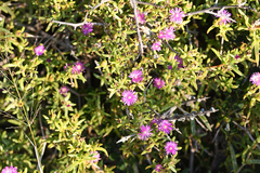 Delosperma versicolor