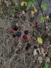 Rubus