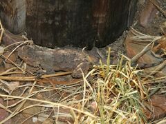 Agama anchietae