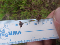 Rhynchospora globularis