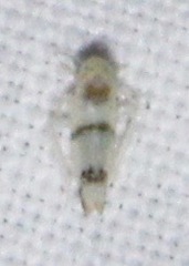 Empoa casta