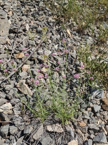 Image of Centranthus angustifolius by (c) Denis Bastianelli, some rights reserved (CC BY)