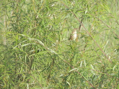 Acrocephalus orientalis