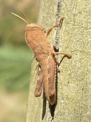 Anacridium aegyptium