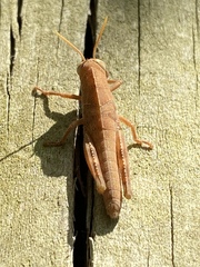 Anacridium aegyptium