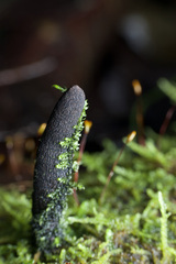 Xylaria castorea