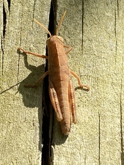 Anacridium aegyptium