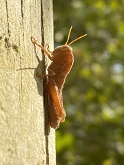 Anacridium aegyptium