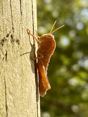 Anacridium aegyptium