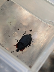 Oiceoptoma nakabayashii
