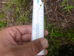 Rhynchospora globularis