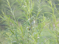 Acrocephalus orientalis