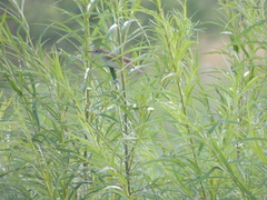 Acrocephalus orientalis
