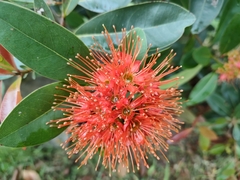 Metrosideros collina