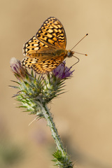 Speyeria callippe comstocki