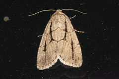Sympistis dinalda