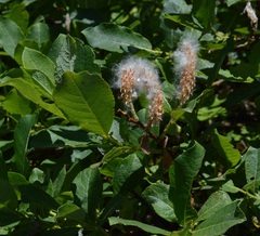 Salix hastata