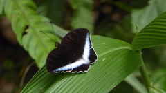 Tanaecia iapis