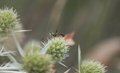 Physocephala pusilla