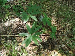 Helleborus multifidus istriacus