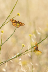 Speyeria callippe comstocki