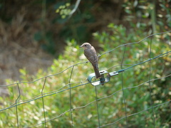 Muscicapa striata tyrrhenica