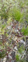 Juncus articulatus