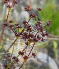 Juncus articulatus